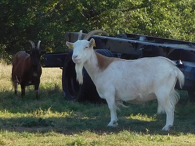 Afghan Man Arrested Over Sexual Abuse of Goats and Sheep as Animal Charity Vows Legal Action