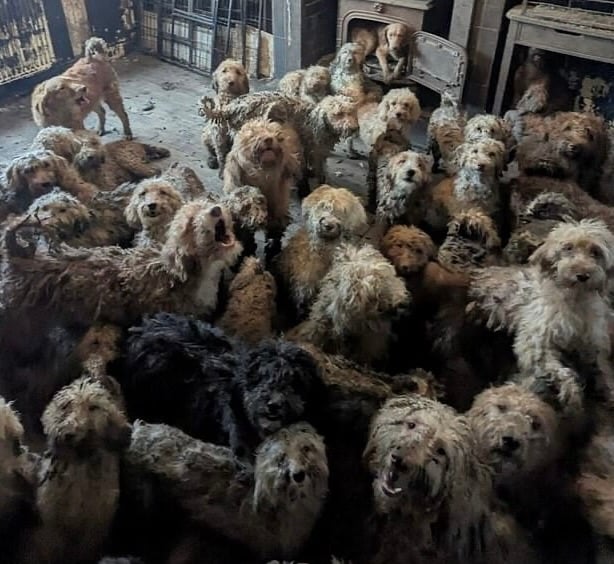 RSPCA confirms viral image of 250 poodles crammed into Nottingham house is real as breeding crisis spirals