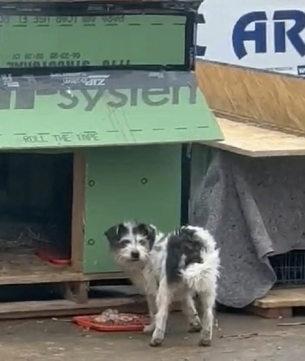 Construction Workers Rescue Stray Dog After Spotting Her Shivering in Cold