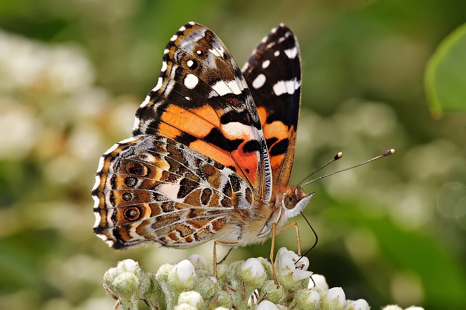 Painted Lady Butterflies Arrive Early In Spectacular Numbers