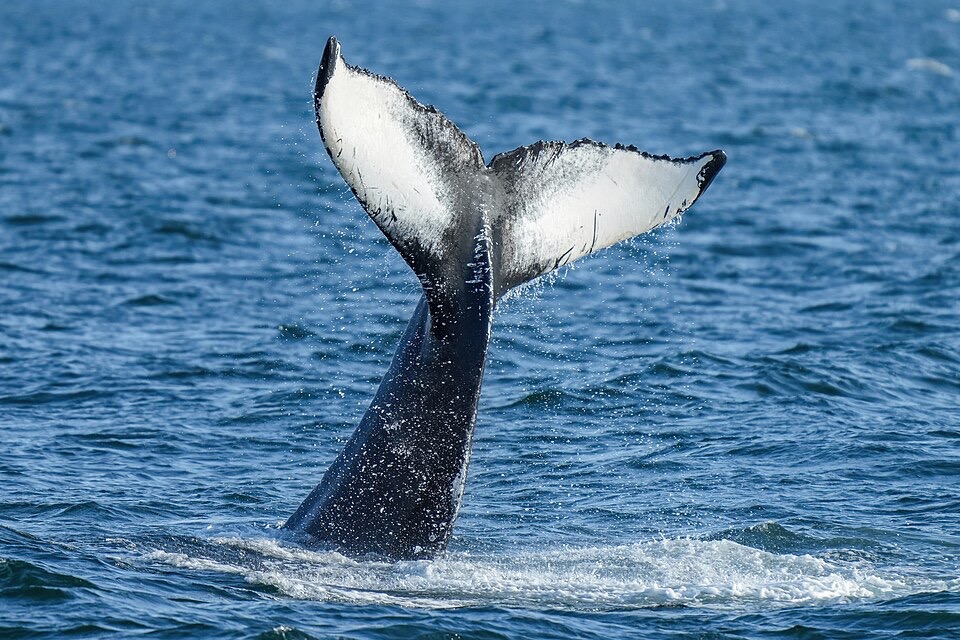 Germany’s Beloved Humpback Whale ‘Timmy’ Likely Died Within Days Of Rescue
