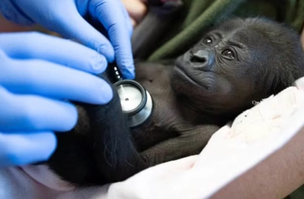 Seattle Zoo’s Gorilla Birth By C-Section A First In 126 Years