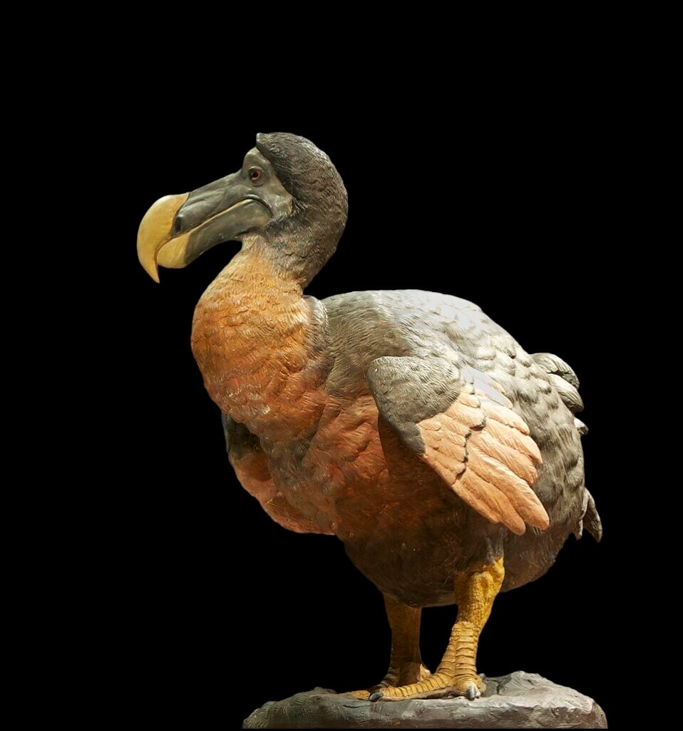 Colossal says AI has found thousands of genetic switches behind the dodo’s distinctive skull and beak