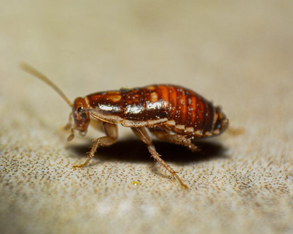 Bedbugs and safety repairs leave nearly 3,800 prison places out of use as overcrowding bites